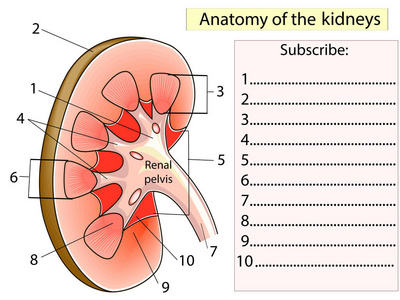 解剖。订阅肾截面显示的主要部分