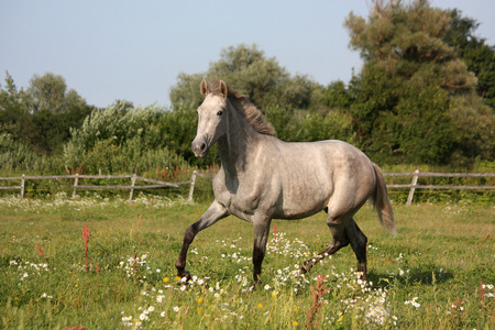 美丽的灰色安达卢西亚柯尔特 年轻的马 免费小跑