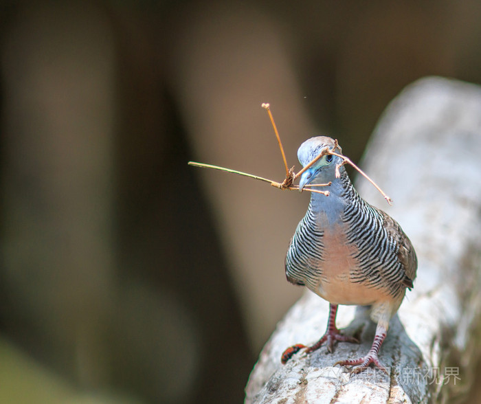 美丽的斑马鸽鸟