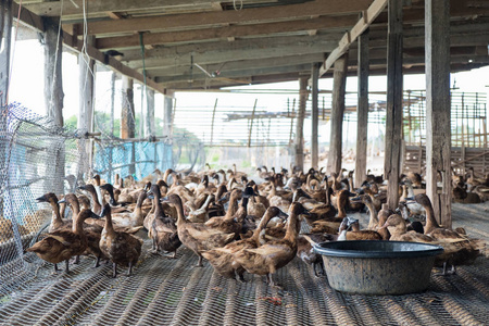 鸭子吃在农场，传统耕作