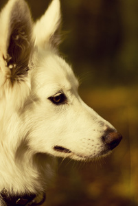 莱卡犬一种尖嘴竖耳矮胖的粗毛鬈尾狗