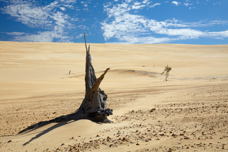 死树在澳大利亚图片
