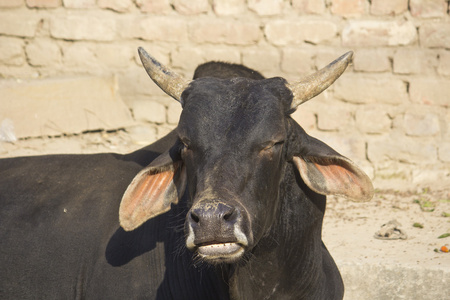 印度公牛