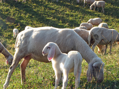 放牧本能羔羊放牧的羊妈妈照片