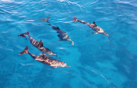海洋中的海豚群图片
