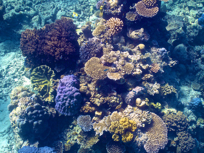 澳大利亚珊瑚在澳大利亚的大堡礁的珊瑚照片