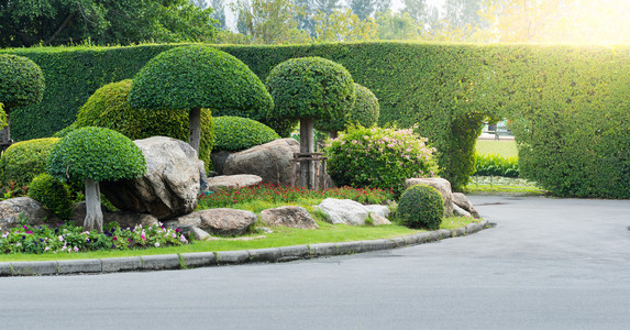 不同的树木,植物向量设置为建筑或景观设计.