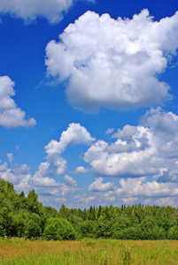 夏季景观