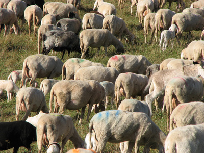 大群绵羊和山羊放牧在山中