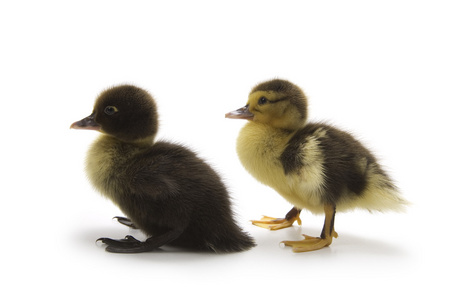 小鸭，幼鸭 duckling的名词复数  丑小鸭初似平庸后来出众的人或事物