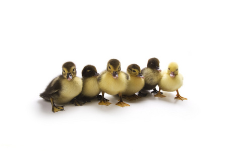 小鸭,幼鸭 duckling的名词复数  丑小鸭初似平庸后来出众的人或事物