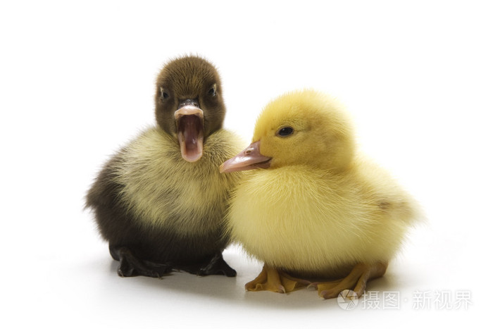 小鸭,幼鸭 duckling的名词复数 丑小鸭(初似平庸后来出众的人或