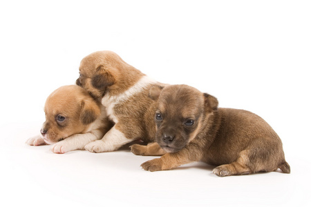 常指不满一岁的小狗puppy的复数 小狗，幼犬 puppy的名词复数  浅薄自负的年轻男子