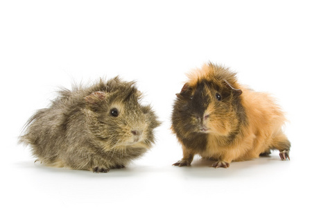 天竺鼠 guinea pig的名词复数  试验品