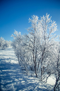 一个飘雪美丽白色景观与滑雪挪威冬季天跟踪