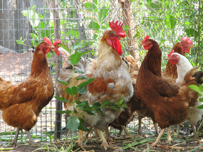 果园鸡群图片