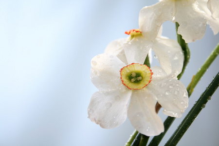 水仙，水仙花