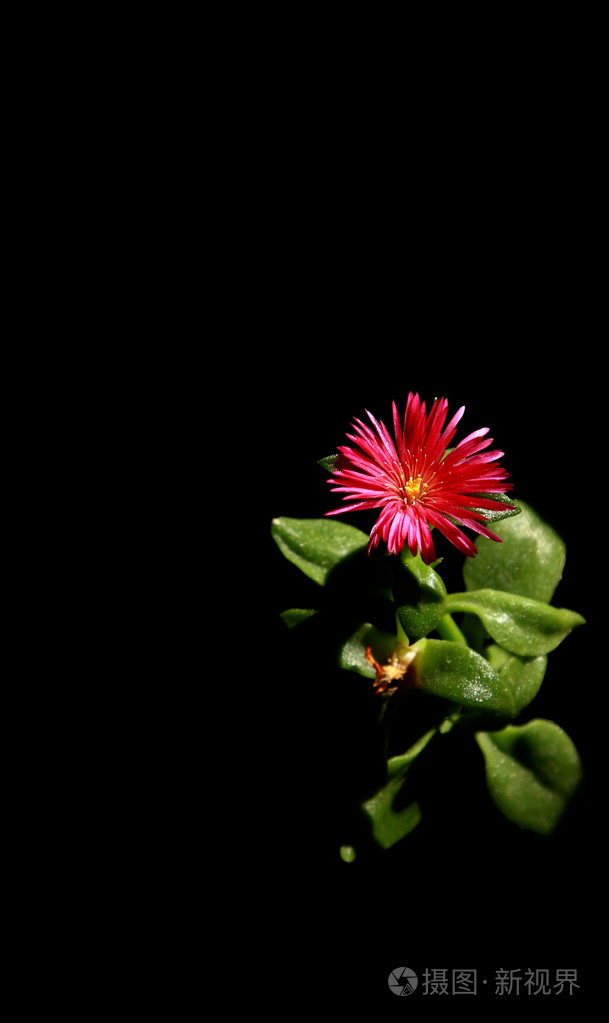 黑色背景上的红花
