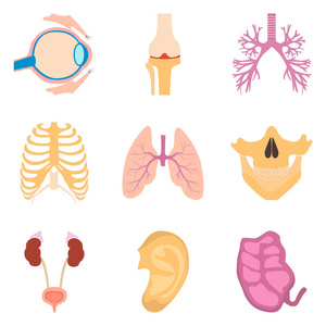 人体器官颜色图标设置 web 和移动设计