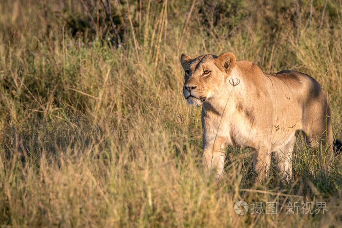 一只母狮子在草丛中行走