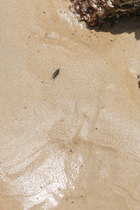 海蟑螂臭虫或海斯莱特 海虱子 在概略的石头背景由海滩照片