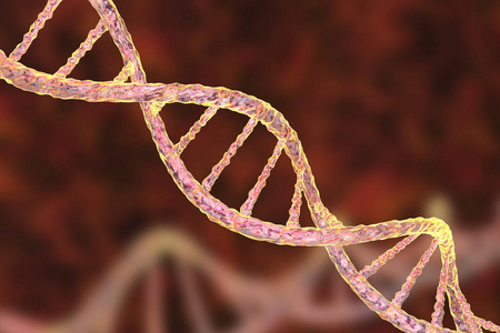 dna 的双螺旋结构照片