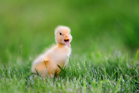 丑小鸭童话剧图片