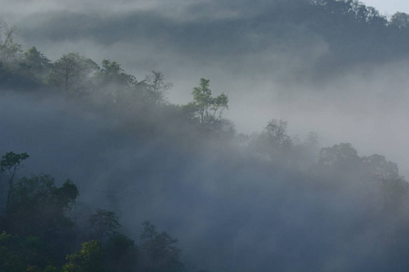 雾覆盖森林