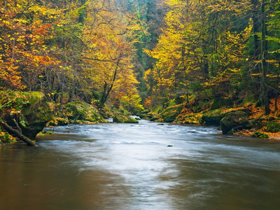 秋天山河岸。砾石和新鲜绿色苔藓巨石在河岸上的覆盖着秋叶从山毛榉 枫树 白桦树