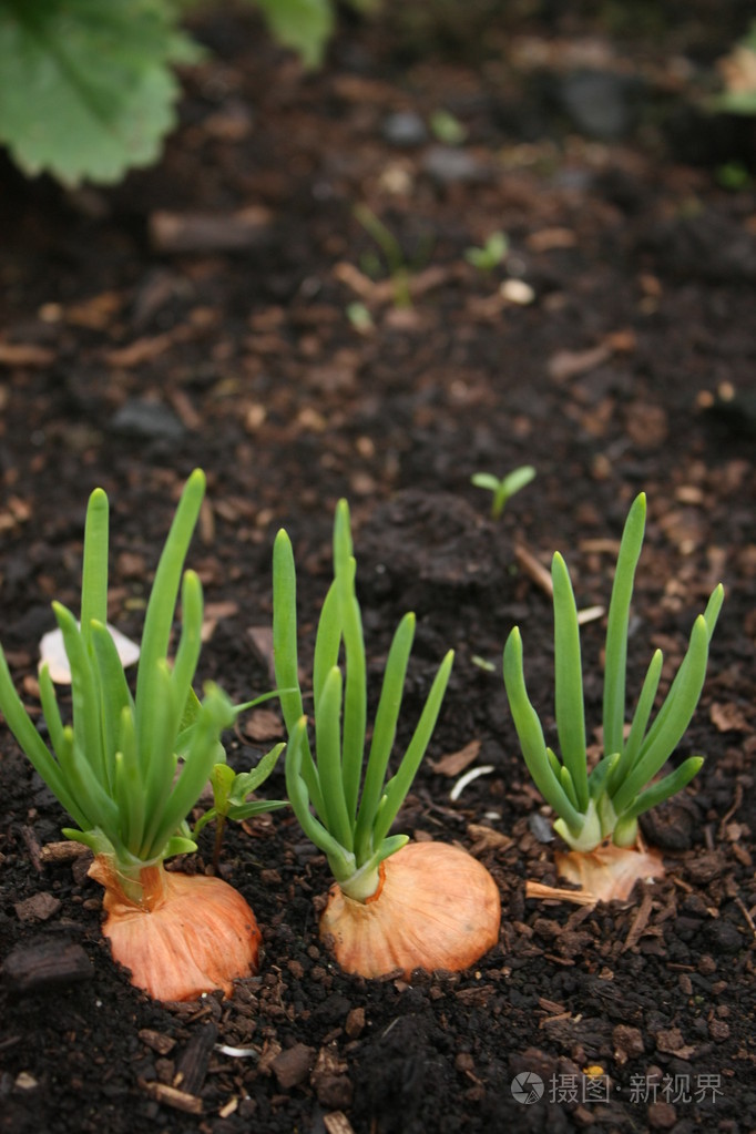 土壤中的洋葱
