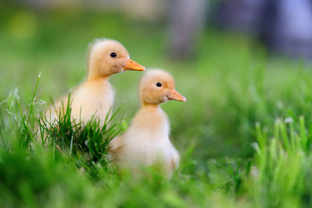 在绿色草地上的两只小鸭子