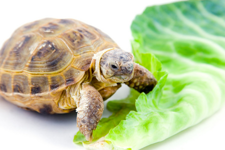趣味蔬菜乌龟图片