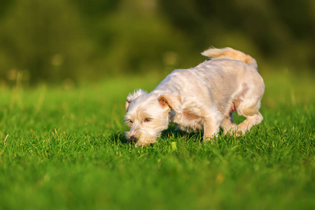 走在草地的梗类犬杂交狗