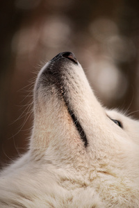 萨摩耶犬，一只白狗的肖像