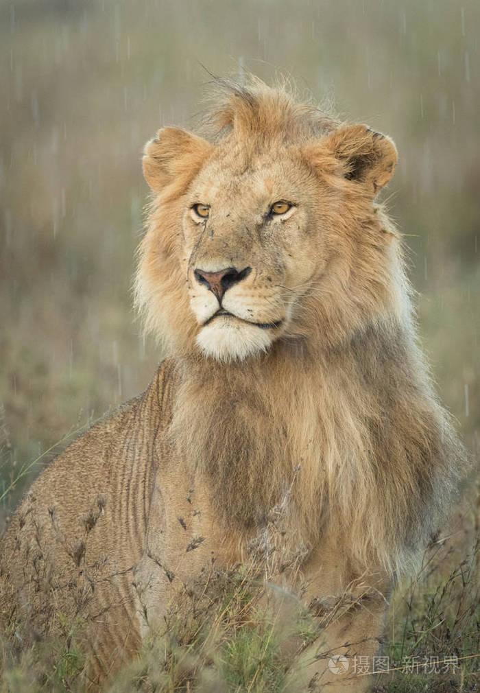 在雨中坦桑尼亚的雄狮