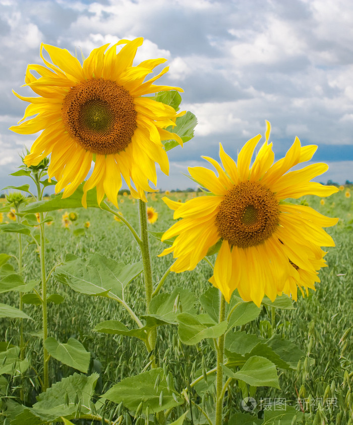 两个黄色的太阳花