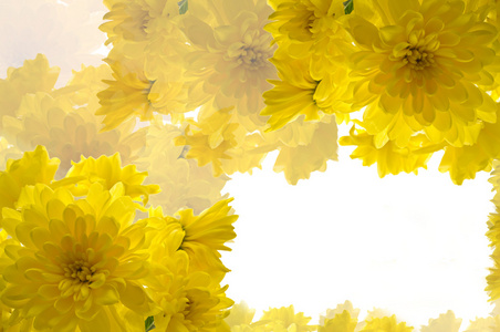 黄色的菊花的框架