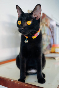 黑色小猫猫盯出头