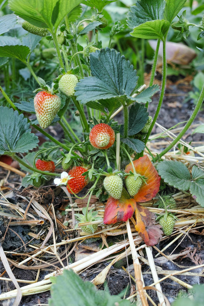 remontant 草莓浆果灌木