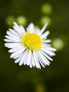 雏菊花