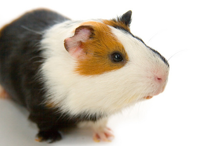 实验猪[动]豚鼠,天竺鼠 试验品,实验对象照片