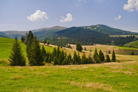 夏山风景用杉树在前景。Ukra