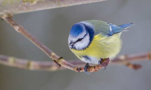 蓝色 titmouse