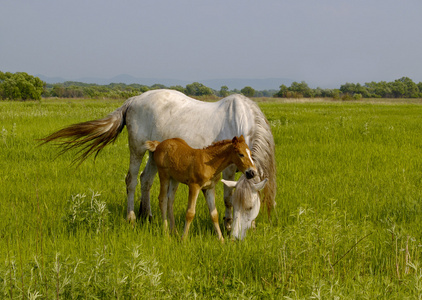 一匹马在草地上驹过隙