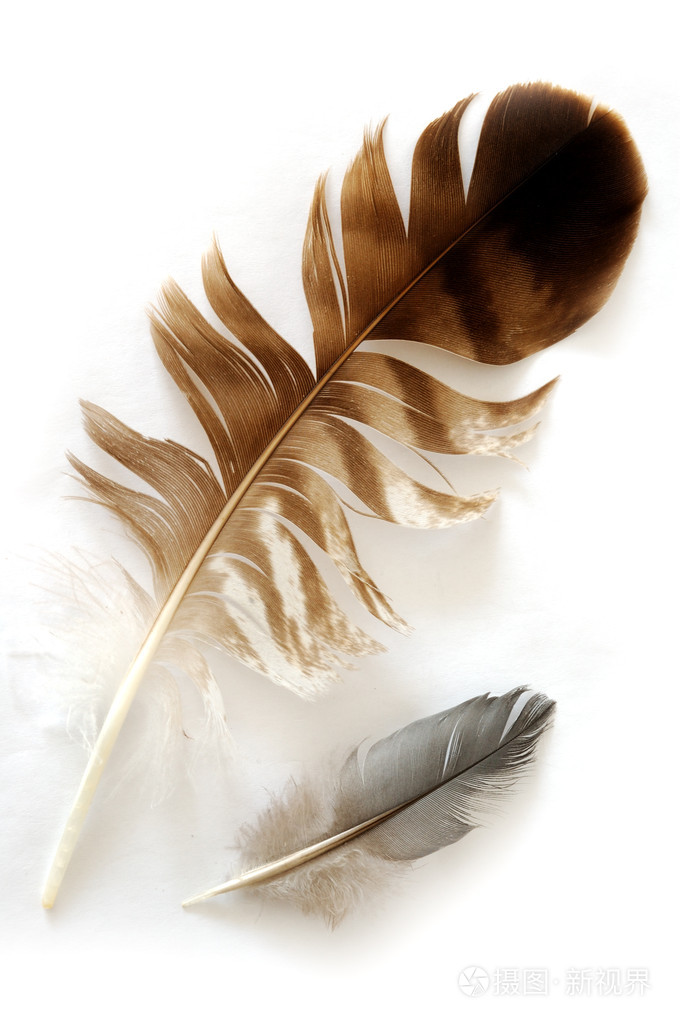 羽毛feather的名词复数