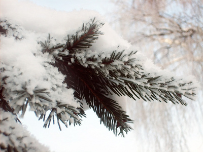 雪中的树枝