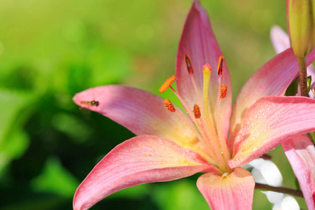 孤立在一座绿色的百合花