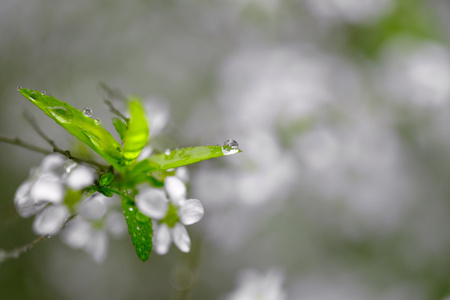 雨滴落在白色的花与叶上