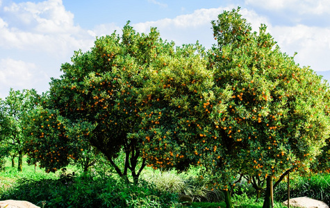桔子树人工林图片