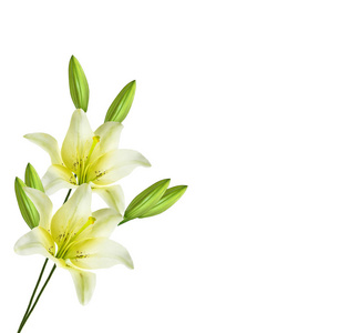 孤立在白色背景上的明亮百合花照片